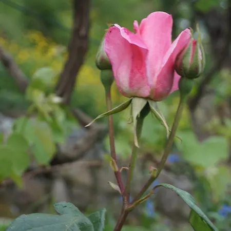 U Muinettu ラ・スペツィア