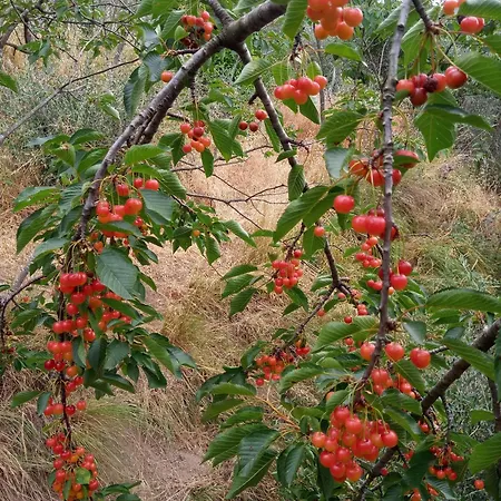 ファームステイ U Muinettu ラ・スペツィア