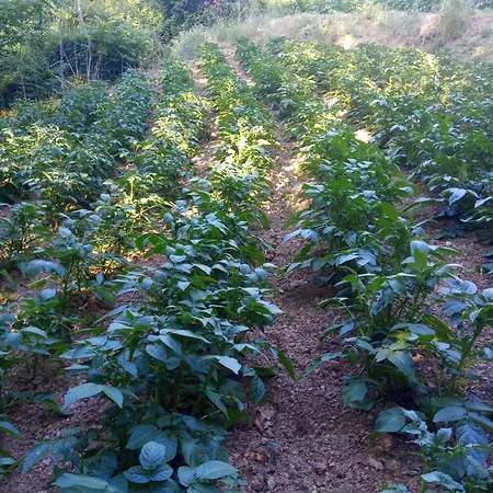 U Muinettu ファームステイ *