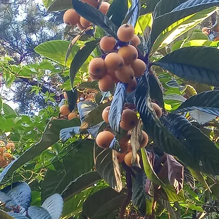 U Muinettu ラ・スペツィア