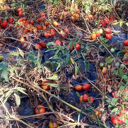 U Muinettu * ラ・スペツィア