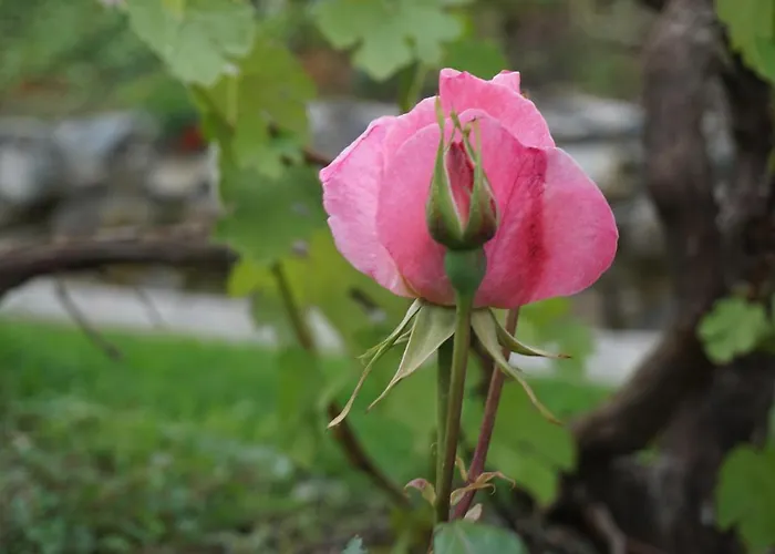 Farm stay U Muinettu *