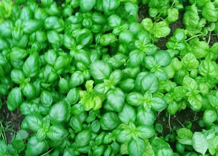 Farm stay U Muinettu