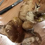 팜스테이 U Muinettu 라스페치아
