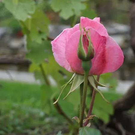 Séjour à la ferme U Muinettu *