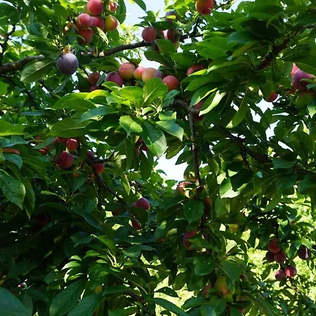 U Muinettu * La Spezia