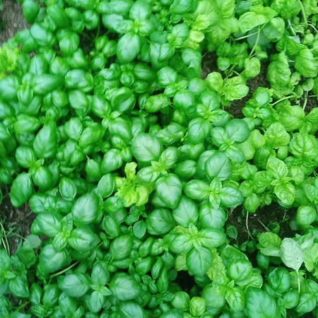 Farm stay U Muinettu