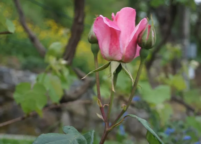 U Muinettu 斯培西亚