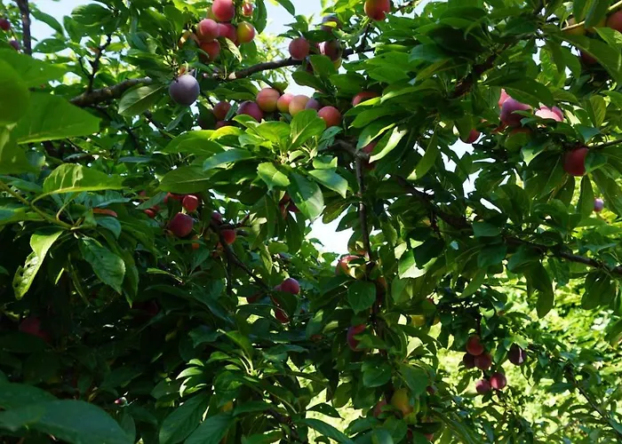 U Muinettu * 斯培西亚