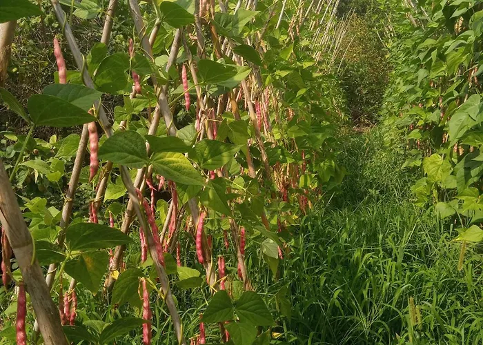 U Muinettu 斯培西亚