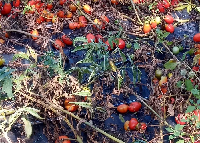 U Muinettu * La Spezia